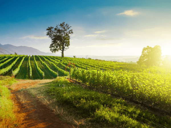 Víno z Kréty: Tisíce let historie v jedné sklence