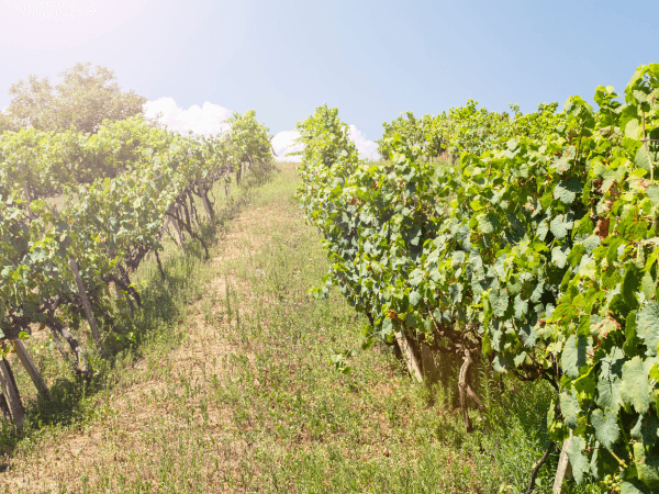 Dovolená v Bulharsku: Poznejte klenot Balkánu skrze jeho vynikající víno!